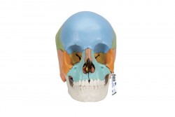 Model czaszki Beauchene dorosłego człowieka, dydaktyczna wersja kolorowa, 22 części - 3B Smart Anatomy - 1023540 [A291]